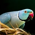 slides/IMG_0971.jpg bird, lorikeet, wildlife, plumage, display, feather, colour, bird park, kuala lumpur, malaysia SEAK20 - Lorikeet, Bird Park, Kuala Lumpur, Malaysia